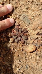 Chorizanthe fimbriata