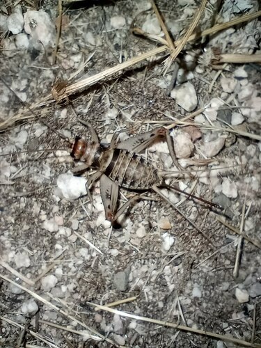 Tropical House Cricket photo 6