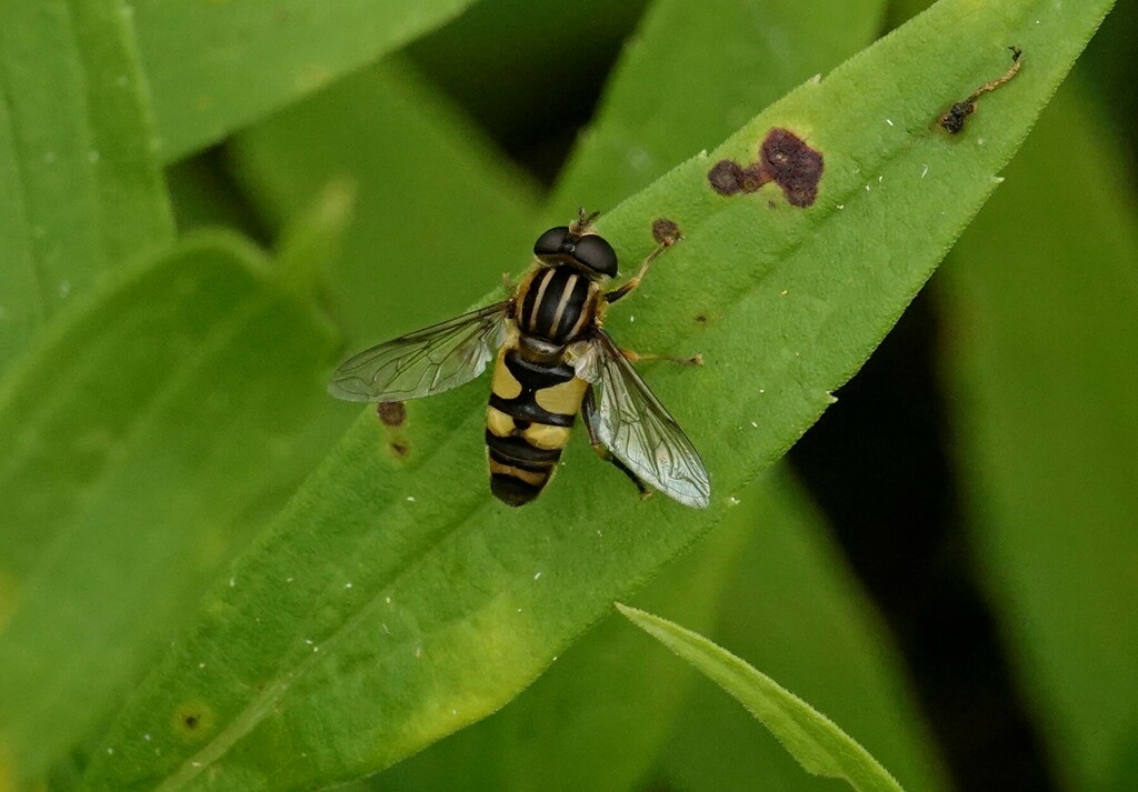 Narrowheaded Marsh Fly from South Riverdale, Toronto, ON, Canada on