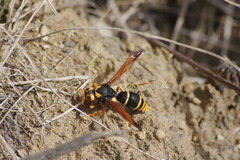 Abispa splendida maculicollis