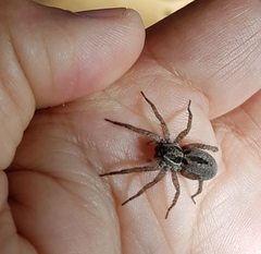 Trochosa niveopilosa