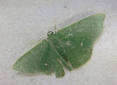 Prasinocyma iosticta