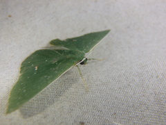 Prasinocyma iosticta