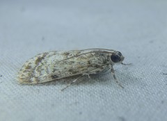 Phenacodes aleuropa