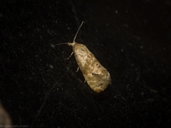 Eupoecilia acrographa