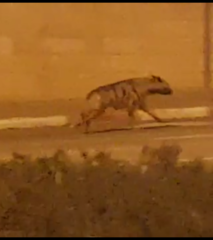 Hyaena hyaena