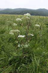 Angelica cincta