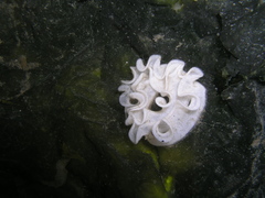 Geitodoris planata