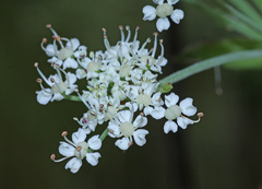 Angelica cincta