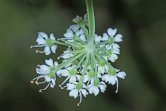 Angelica cincta
