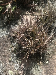 Tillandsia sphaerocephala