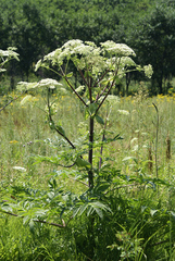 Angelica dahurica
