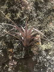 Tillandsia sphaerocephala