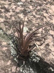 Tillandsia sphaerocephala