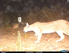 Caracal caracal caracal