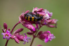 Hycleus scabiosae