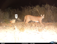 Caracal caracal caracal