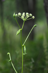 Angelica decursiva