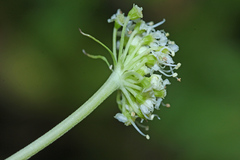 Angelica decursiva