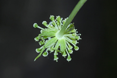 Angelica decursiva