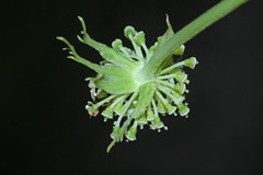Angelica decursiva