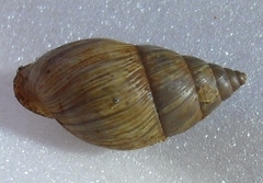 Bulimulidae