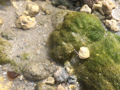 Clibanarius tricolor