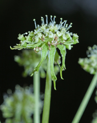 Angelica decursiva