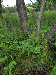 Angelica decursiva