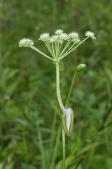 Angelica decursiva