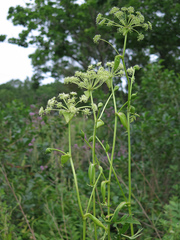 Angelica decursiva
