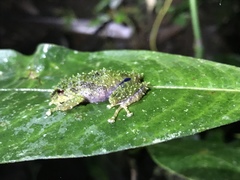 Pristimantis crucifer
