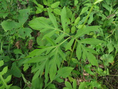 Angelica decursiva