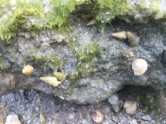 Clibanarius tricolor