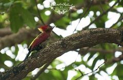 Chrysophlegma miniaceum