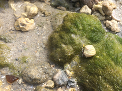 Clibanarius tricolor