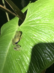 Pristimantis crucifer