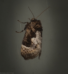 Eloasa