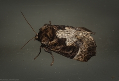 Eloasa