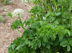 Angelica gmelinii
