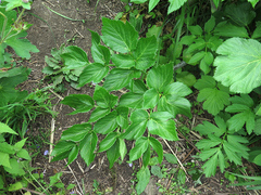 Angelica gmelinii