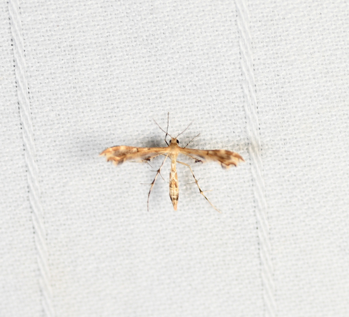 Fire-flag Plume Moth photo 4