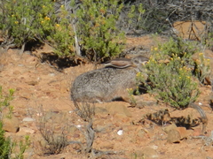 Bunolagus monticularis