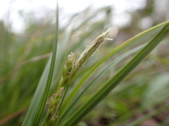 Carex planostachys