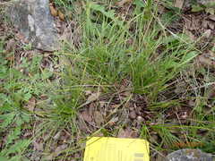 Carex planostachys