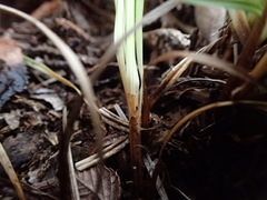 Carex planostachys