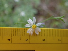 Chaetopappa asteroides