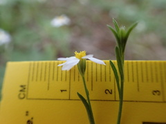 Chaetopappa asteroides