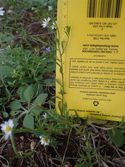 Chaetopappa asteroides