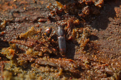 Rhizophagus bipustulatus